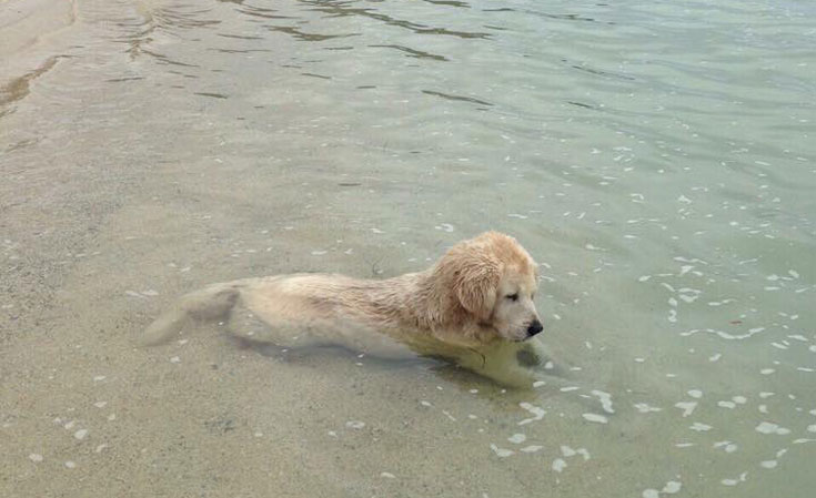 llevar el perro a la playa