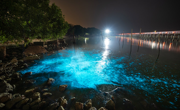 bioluminiscencia-marina-en-México
