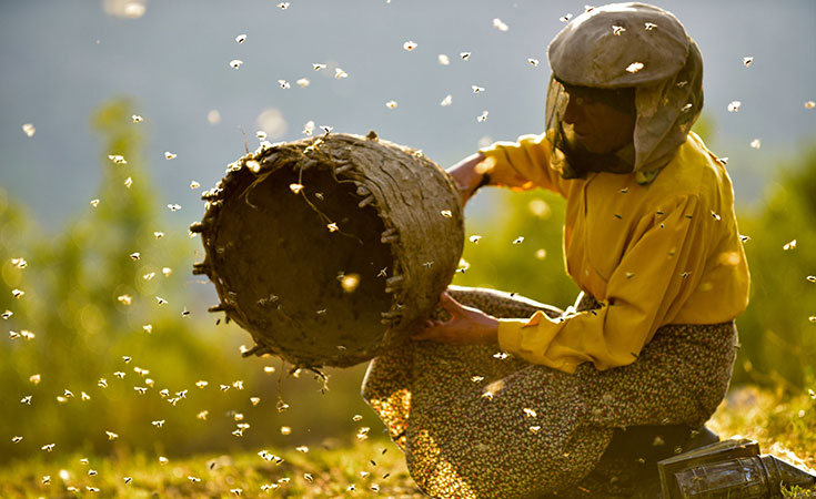 Honeyland es un documental que constituye un vistazo a la importancia de la vida de las abejas
