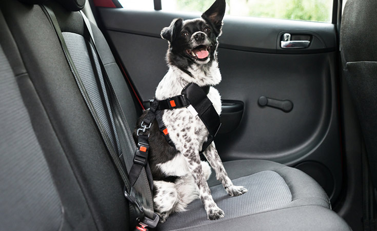 ¿Por qué asegurar a mi mascota en el carro? ¡Es por ti también!