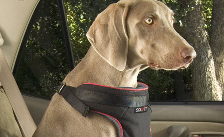 perro-con-cinturon-de-seguridad