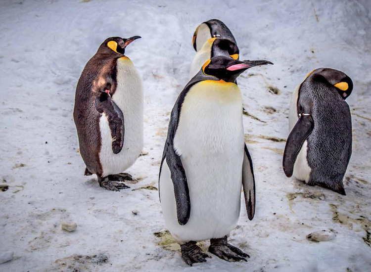 pinguinos-polo-sur