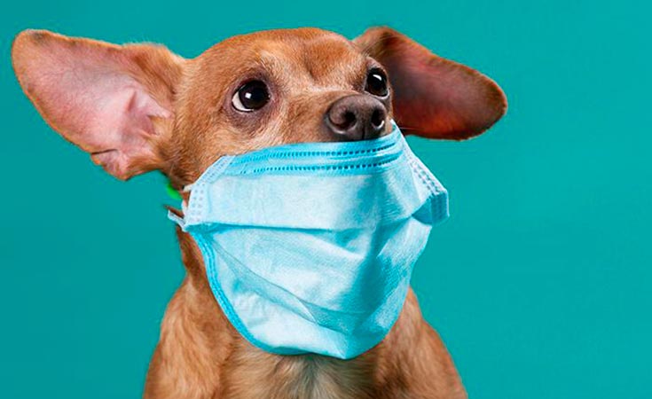 perros-pueden-contagiarse-coronavirus