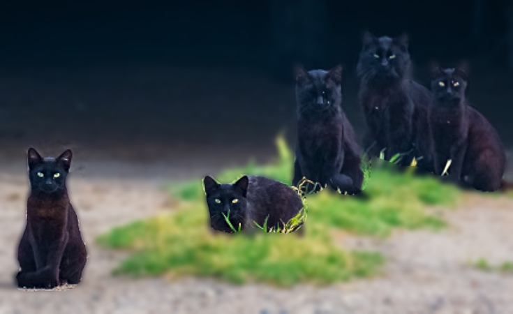 gatos-negros-peligran-en-octubre