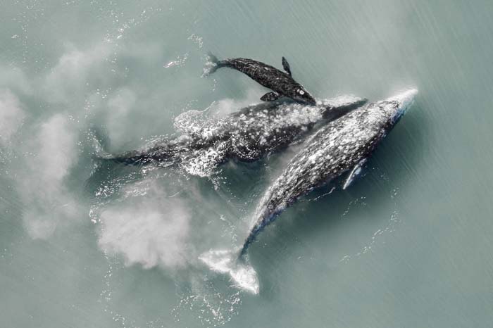 grupo-de-ballenas-grises—fernando-martin-velazco-2021