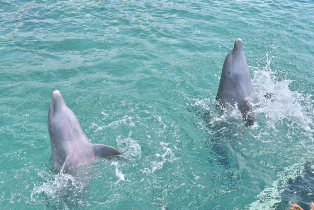 Dolphin Discovery en Cozumel para nadar con delfines